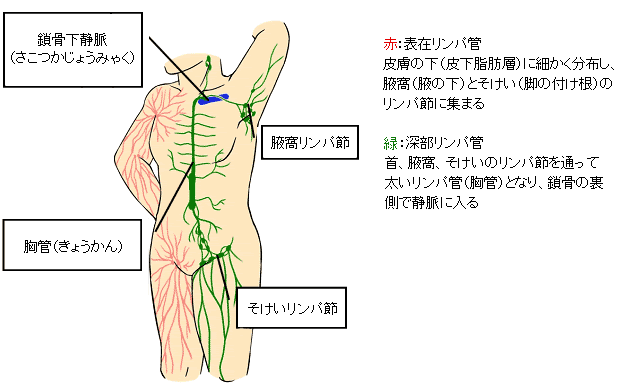 リンパ浮腫とは 乳がん 庵主 体験からの乳がん検診 手術治療方法まとめ