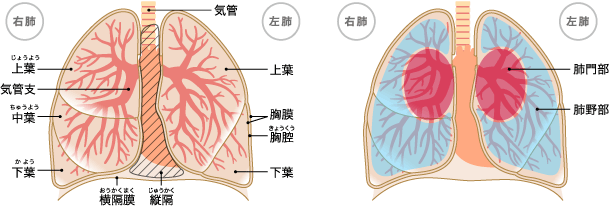 img_structure_illust01.gif